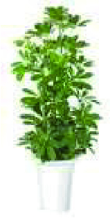 植栽 中