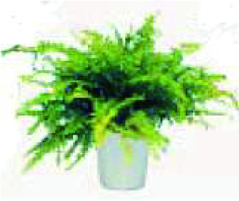 植栽 小